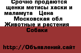 Срочно продаются щенки метисы хаски и маламута › Цена ­ 3 000 - Московская обл. Животные и растения » Собаки   